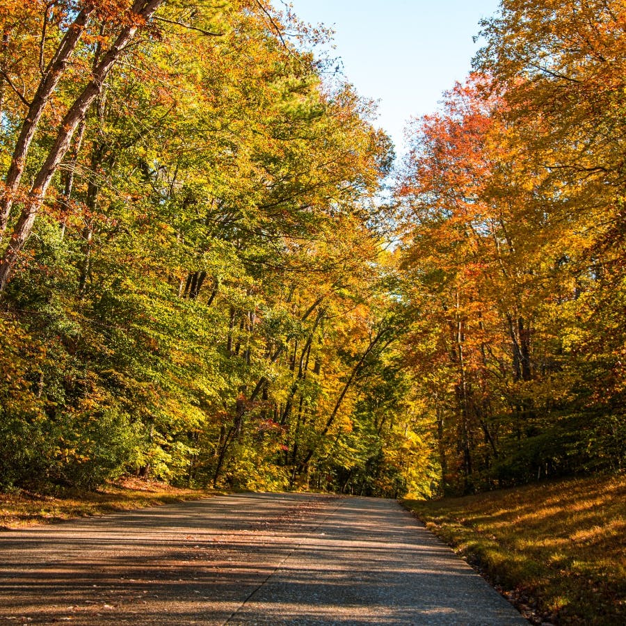 A road covered by towering connecting trees with green, red and yellow leaves