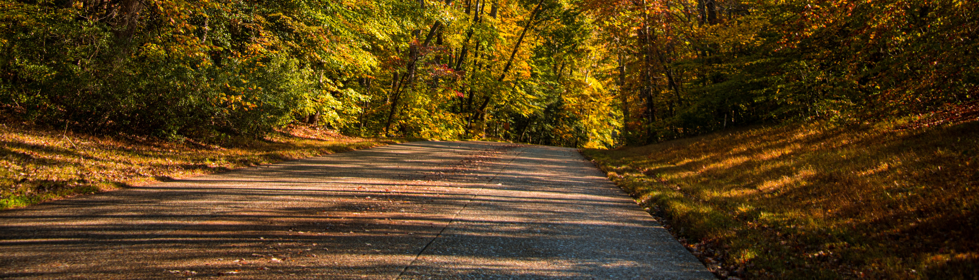 Country Roadway with fall colors surrounding the sides of the road.