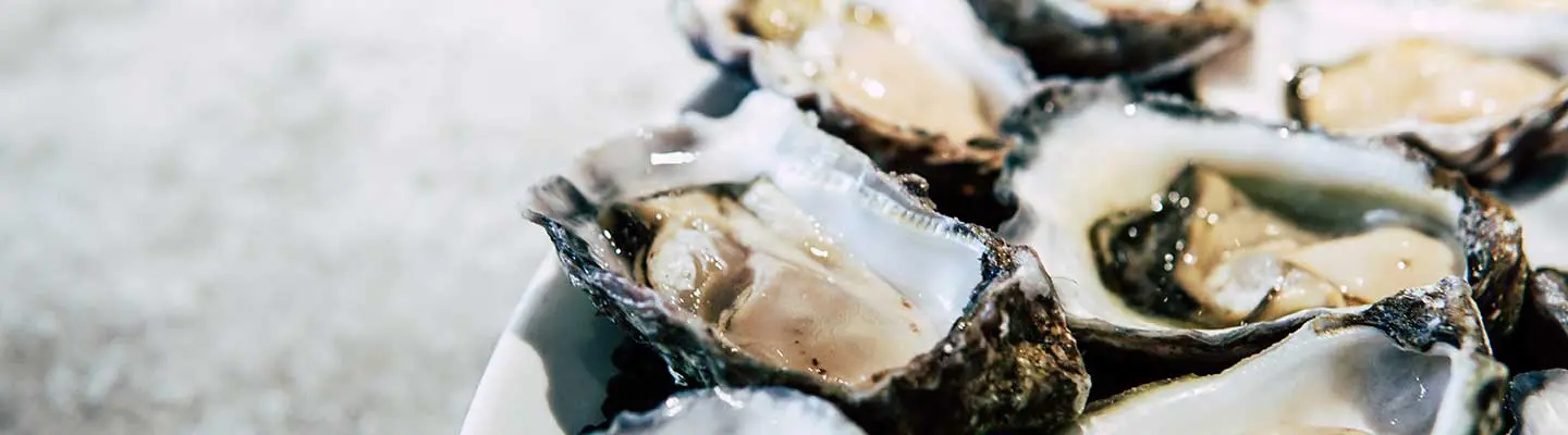 A close-up image of opened oysters on a plate.