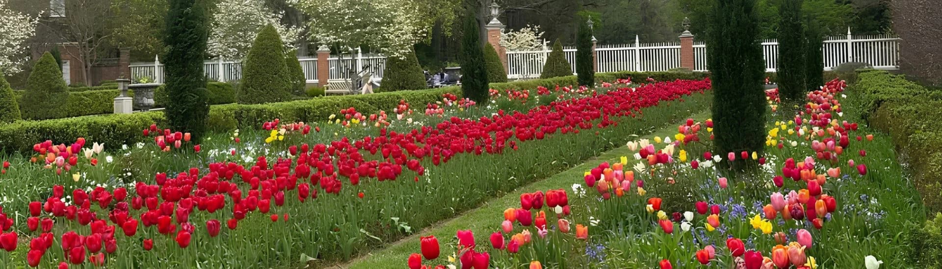 A vibrant garden filled with blooming tulips in various colors, bordered by neatly trimmed hedges and trees.