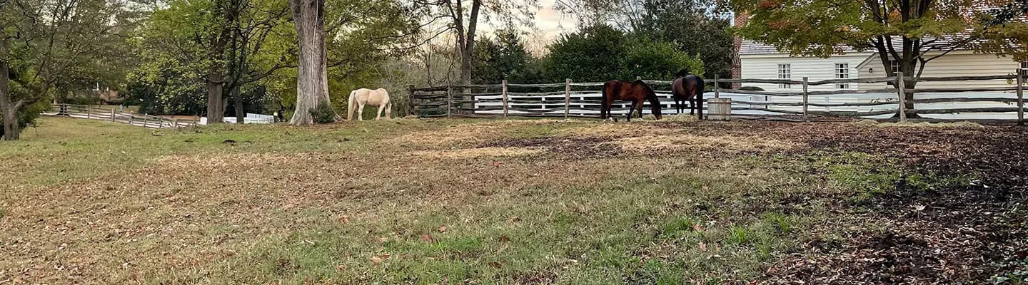 Three horses grazing in a grassy field near a wooden fence. Three horses grazing in a grassy field near a wooden fence.