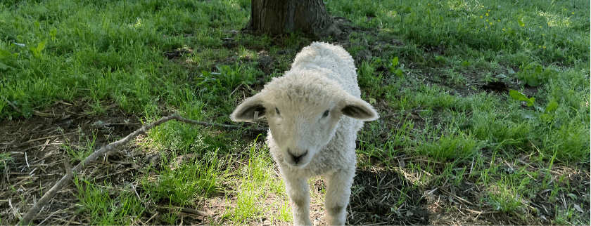 A fluffy lamb stands on green grass beneath a tree.