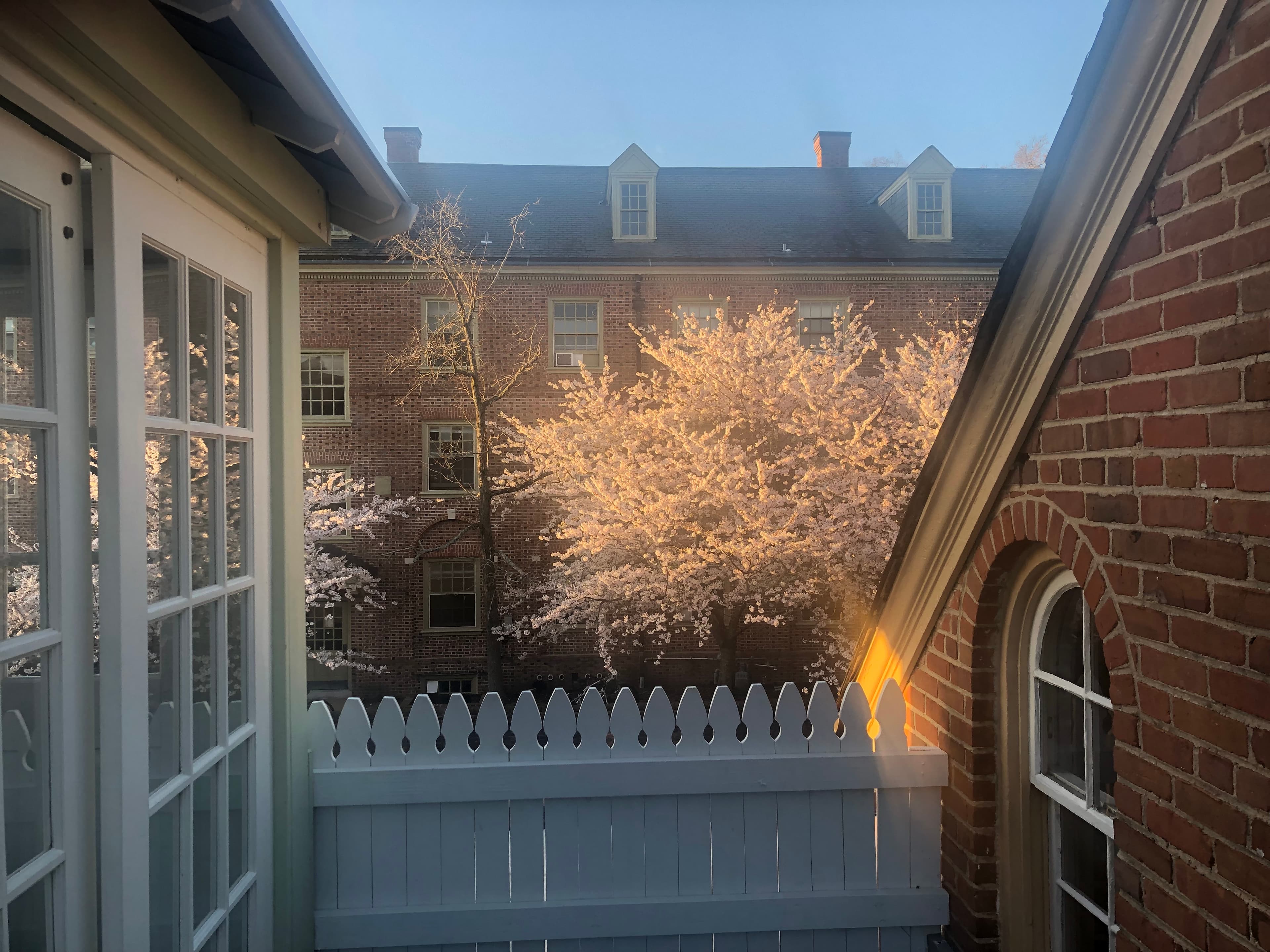 A narrow yard in between 2 brick buildings with a white fence and a flowering bush behind the fence, along with another brick building behind the bush.