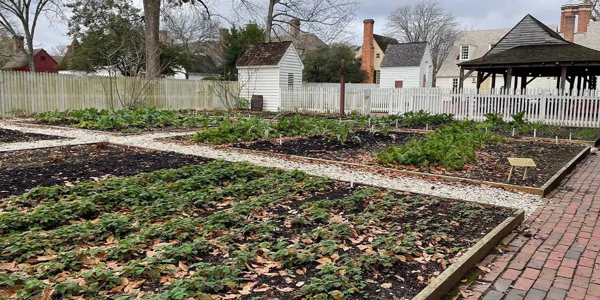 A garden with neatly organized plots, surrounded by a white picket fence and historic buildings in the background.