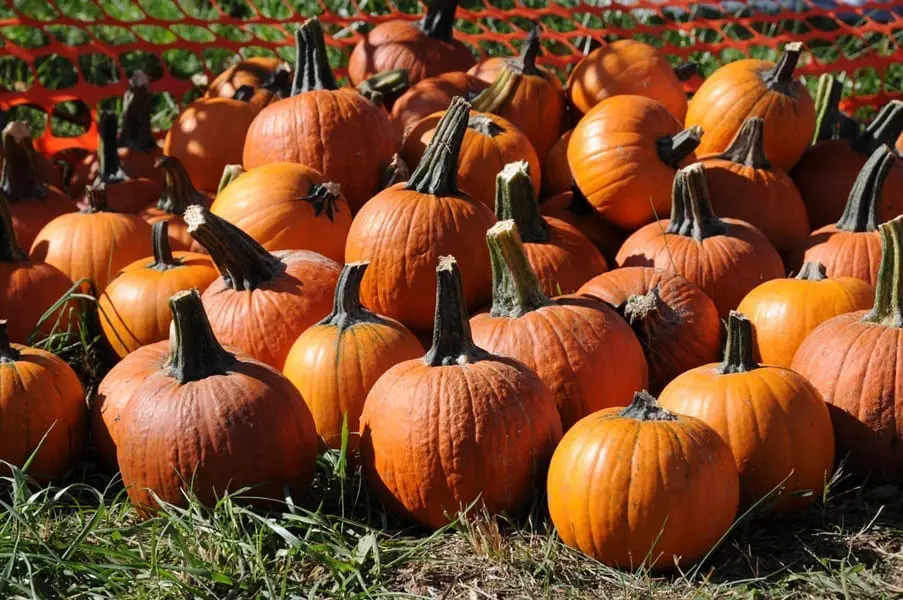 A pile of vibrant orange pumpkins resting on green grass.