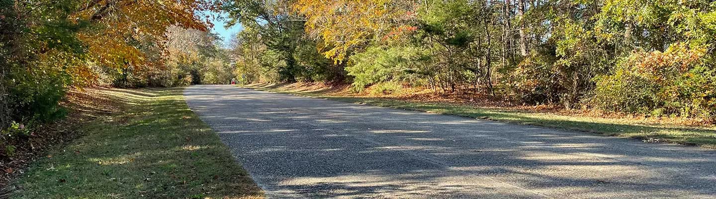 A winding, tree-lined road with autumn foliage on either side. A winding, tree-lined road with autumn foliage on either side.