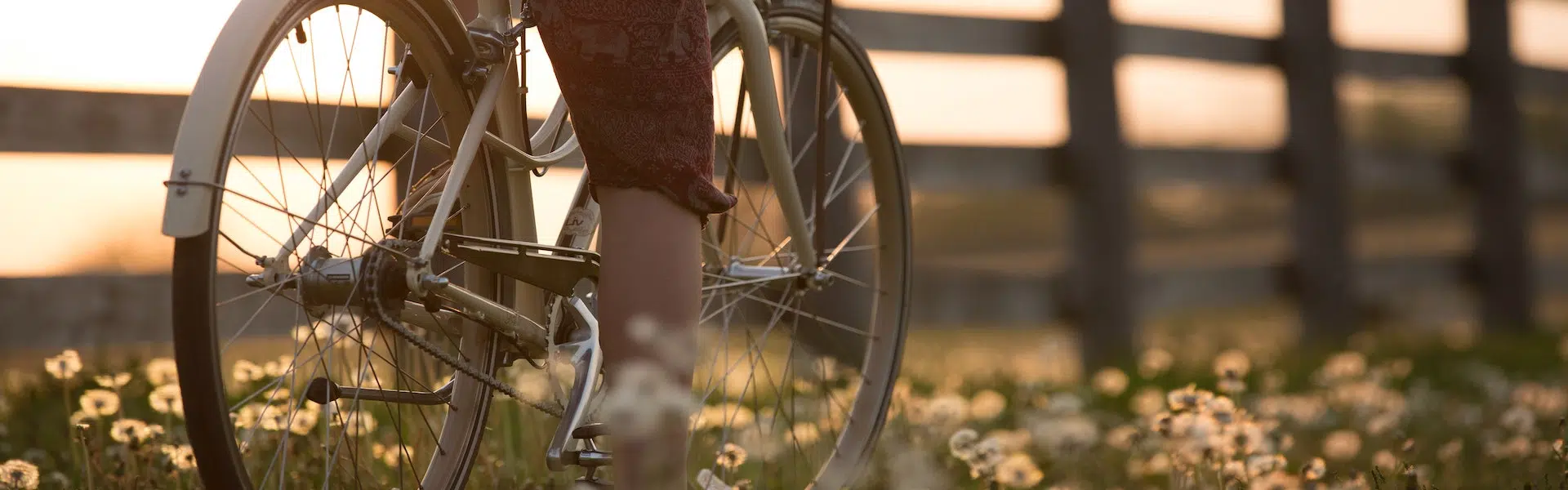 A bicycle rests beside a person's leg in a field of flowers during sunset. A bicycle rests beside a person's leg in a field of flowers during sunset.