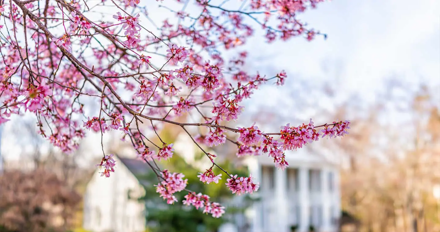 Blossoming pink flowers on branches with a blurred house in the background. Blossoming pink flowers on branches with a blurred house in the background.