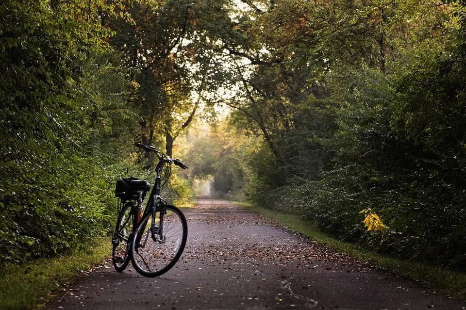 A bicycle stands beside a quiet, tree-lined path with fallen leaves.