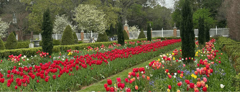 A vibrant garden filled with blooming tulips in various colors, bordered by neatly trimmed hedges and trees.