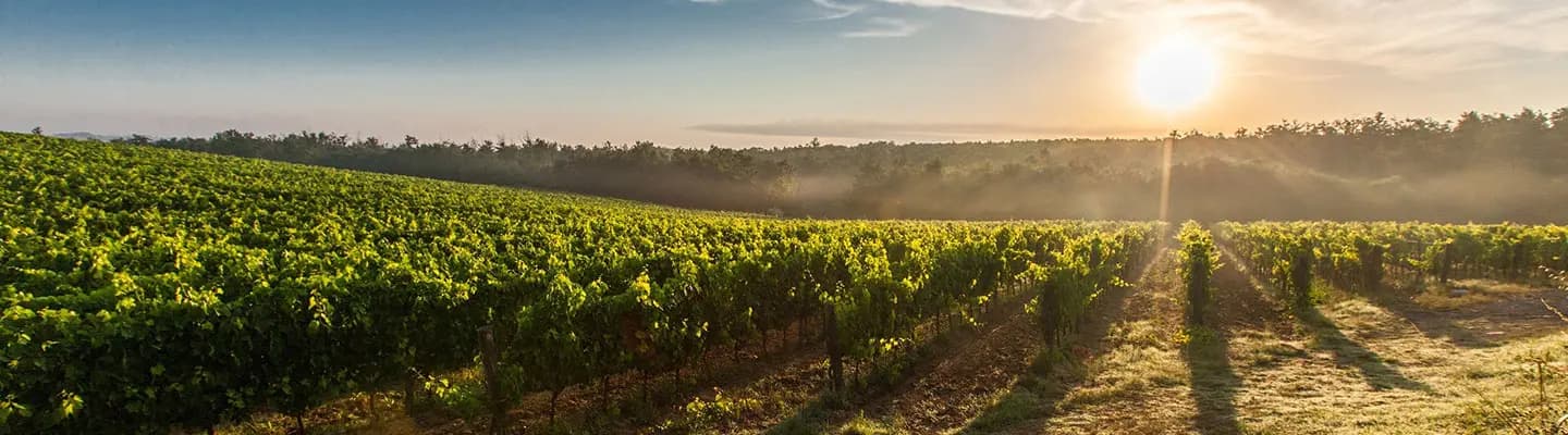 A sunrise over lush, green vineyards in a tranquil landscape. A sunrise over lush, green vineyards in a tranquil landscape.