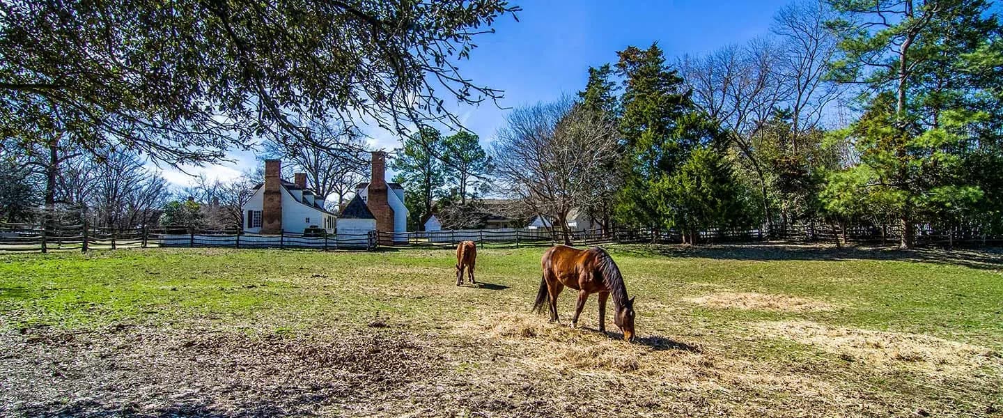 Two horses graze in a grassy field near a house surrounded by trees.