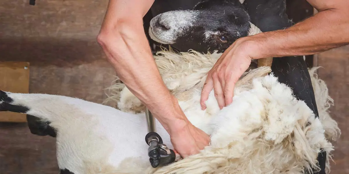 A person shears a sheep, holding it securely while cutting its wool.