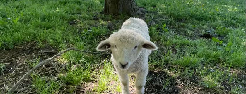 A young sheep stands in a grassy field under a tree.