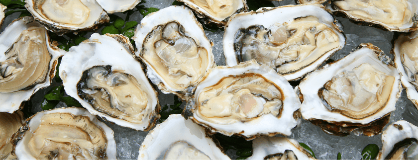 A close-up of opened oysters resting on ice and garnished with green seaweed.
