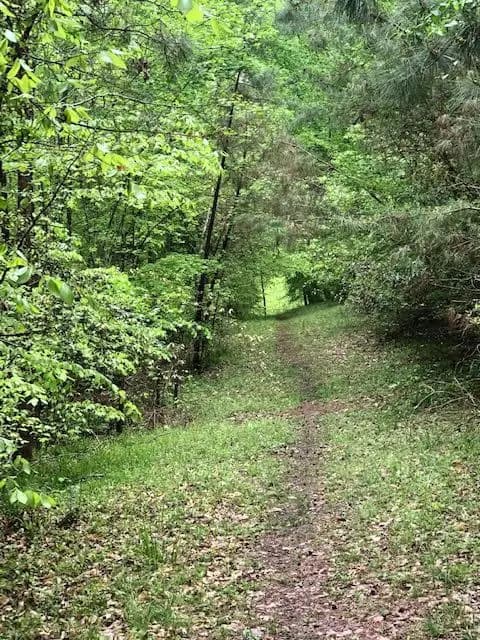 A narrow path winding through lush green trees and underbrush.