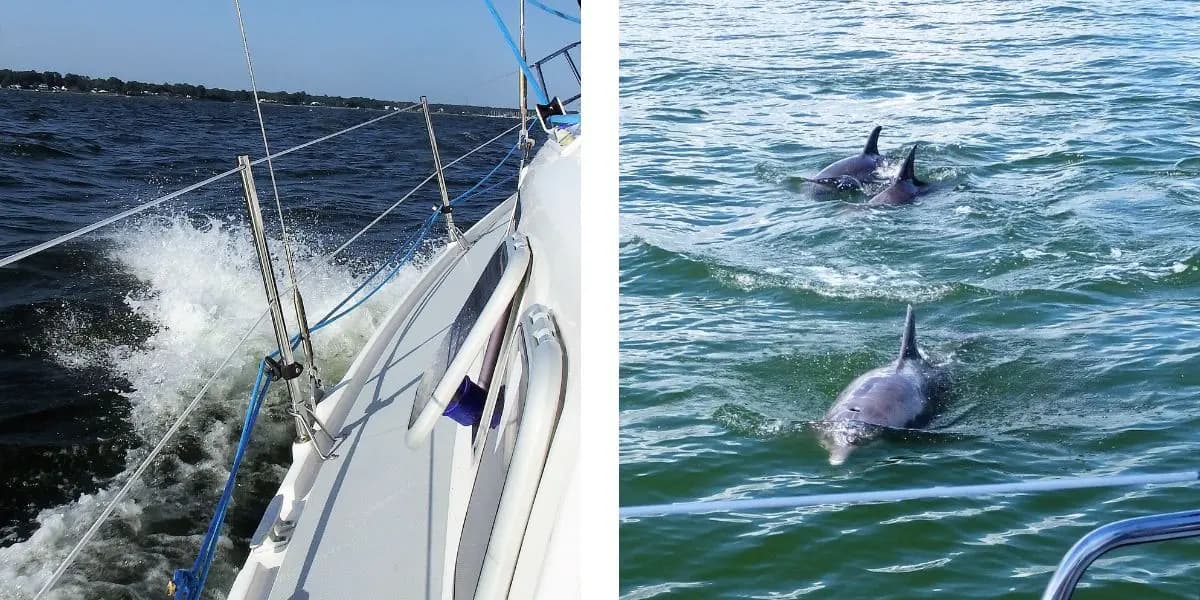 A sailing boat and dolphins swimming in the water.